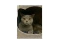 Britisch Kurzhaar Kater 4 Jahre alt - Rassekatzen - Bild 1