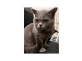 Britisch Kurzhaar Kater 4 Jahre alt - Rassekatzen - Bild 2