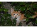 4 kinderliebe K�tzchen Babyk�tzchen Katze - Mischlingskatzen - Bild 1