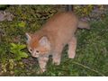 4 kinderliebe K�tzchen Babyk�tzchen Katze - Mischlingskatzen - Bild 2