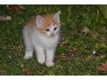 4 kinderliebe K�tzchen Babyk�tzchen Katze - Mischlingskatzen - Bild 3