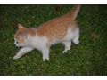 4 kinderliebe K�tzchen Babyk�tzchen Katze - Mischlingskatzen - Bild 4