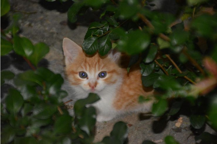 4 kinderliebe K�tzchen Babyk�tzchen Babykatze - zu Verschenken - Bild 1