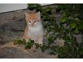 4 kinderliebe K�tzchen Babyk�tzchen Babykatze - zu Verschenken - Bild 4
