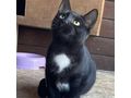 BabyKatze liebevolles Zuhause - Mischlingskatzen - Bild 1