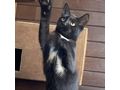 BabyKatze liebevolles Zuhause - Mischlingskatzen - Bild 2