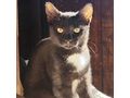BabyKatze liebevolles Zuhause - Mischlingskatzen - Bild 3