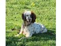 Peggy IHRE Begleiterin - Mischlingshunde - Bild 2