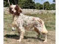 Peggy IHRE Begleiterin - Mischlingshunde - Bild 3