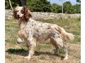 Peggy IHRE Begleiterin - Mischlingshunde - Bild 4