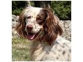 Peggy IHRE Begleiterin - Mischlingshunde - Bild 6