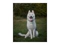 Rover NOTFALL �sterreich - Mischlingshunde - Bild 2