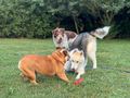 Rover NOTFALL �sterreich - Mischlingshunde - Bild 11