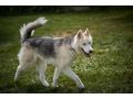 Rover NOTFALL �sterreich - Mischlingshunde - Bild 3