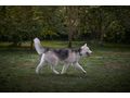 Rover NOTFALL �sterreich - Mischlingshunde - Bild 4