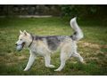 Rover NOTFALL �sterreich - Mischlingshunde - Bild 5