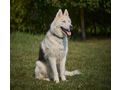 Rover NOTFALL �sterreich - Mischlingshunde - Bild 6