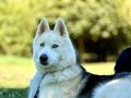 Rover NOTFALL �sterreich - Mischlingshunde - Bild 1