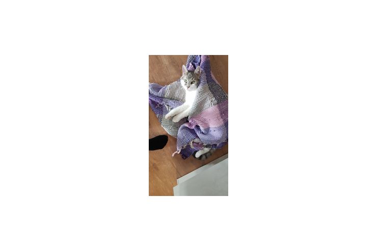 Katzen verschenken - Mischlingskatzen - Bild 1