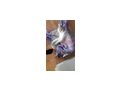 Katzen verschenken - Mischlingskatzen - Bild 1