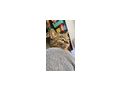 Katzen verschenken - Mischlingskatzen - Bild 11