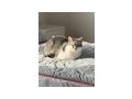Katzen verschenken - Mischlingskatzen - Bild 3