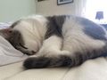 Katzen verschenken - Mischlingskatzen - Bild 6
