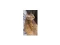 Katzen verschenken - Mischlingskatzen - Bild 7