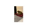 Katzen verschenken - Mischlingskatzen - Bild 8