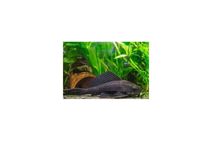Schilderwels verschenken 25 cm - Fische - Bild 1