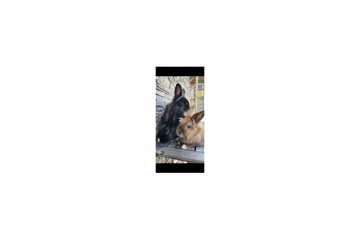 3 Kaninchen verschenken - Kaninchen & Hasen - Bild 1
