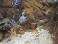 Moschusschildkr�te Prachtschmerle - Schildkr�ten - Bild 1