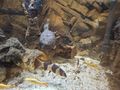 Moschusschildkr�te Prachtschmerle - Schildkr�ten - Bild 2