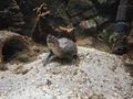 Moschusschildkr�te Prachtschmerle - Schildkr�ten - Bild 5