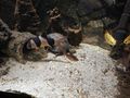 Moschusschildkr�te Prachtschmerle - Schildkr�ten - Bild 7