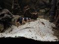 Moschusschildkr�te Prachtschmerle - Schildkr�ten - Bild 8