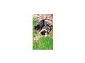 Babykatzen - Mischlingskatzen - Bild 1