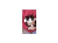 Babykatzen - Mischlingskatzen - Bild 3