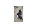 Babykatzen - Mischlingskatzen - Bild 6