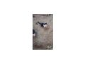 Babykatzen - Mischlingskatzen - Bild 7