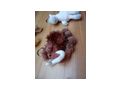 Gro�es Nici Set - Spielwaren - Bild 12