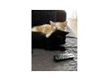 Liebevolles F�r Immer Zuhause gesucht - Mischlingskatzen - Bild 1