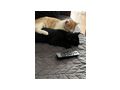 Liebevolles F�r Immer Zuhause gesucht - Mischlingskatzen - Bild 3