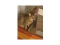 Katze Zuhause - Mischlingskatzen - Bild 1
