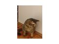 Katze Zuhause - Mischlingskatzen - Bild 3