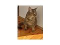 Katze Zuhause - Mischlingskatzen - Bild 2