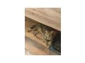 Katze Zuhause - Mischlingskatzen - Bild 4