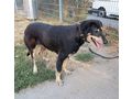 Sandy NOTFALL �sterreich - Mischlingshunde - Bild 4