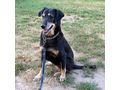 Sandy NOTFALL �sterreich - Mischlingshunde - Bild 1