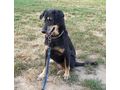 Sandy NOTFALL �sterreich - Mischlingshunde - Bild 7